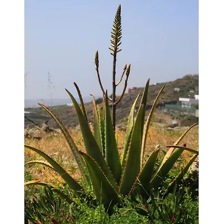 Kır Evi Casa Rural La Vista Tenerife Fasnia